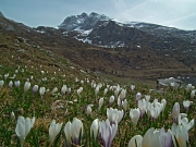 32 Distese di crocus  con sfondo Pizzo Arera